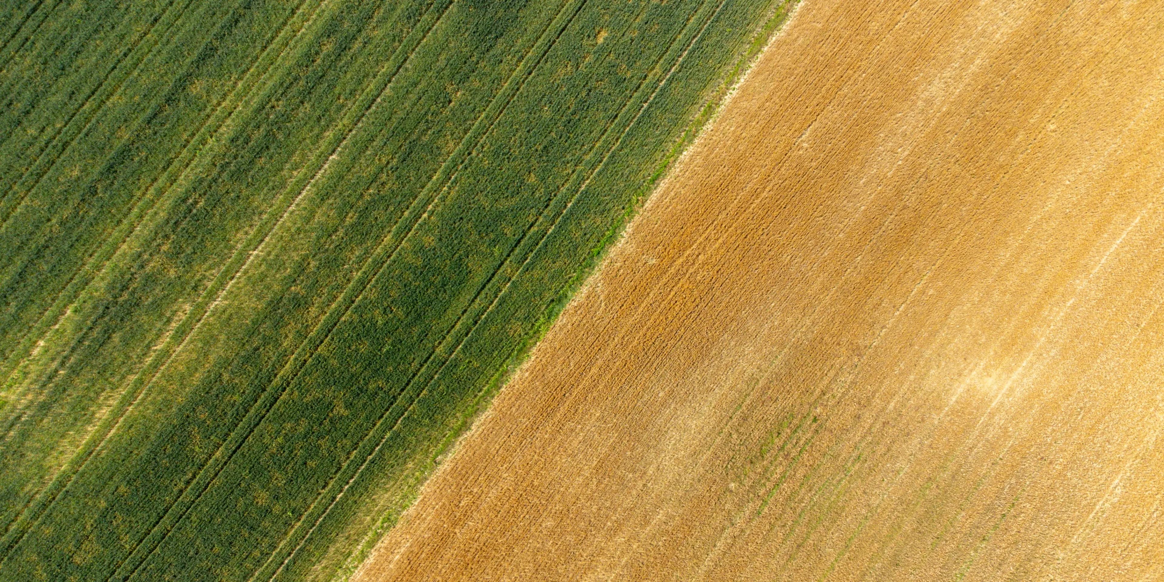 Зернове поле